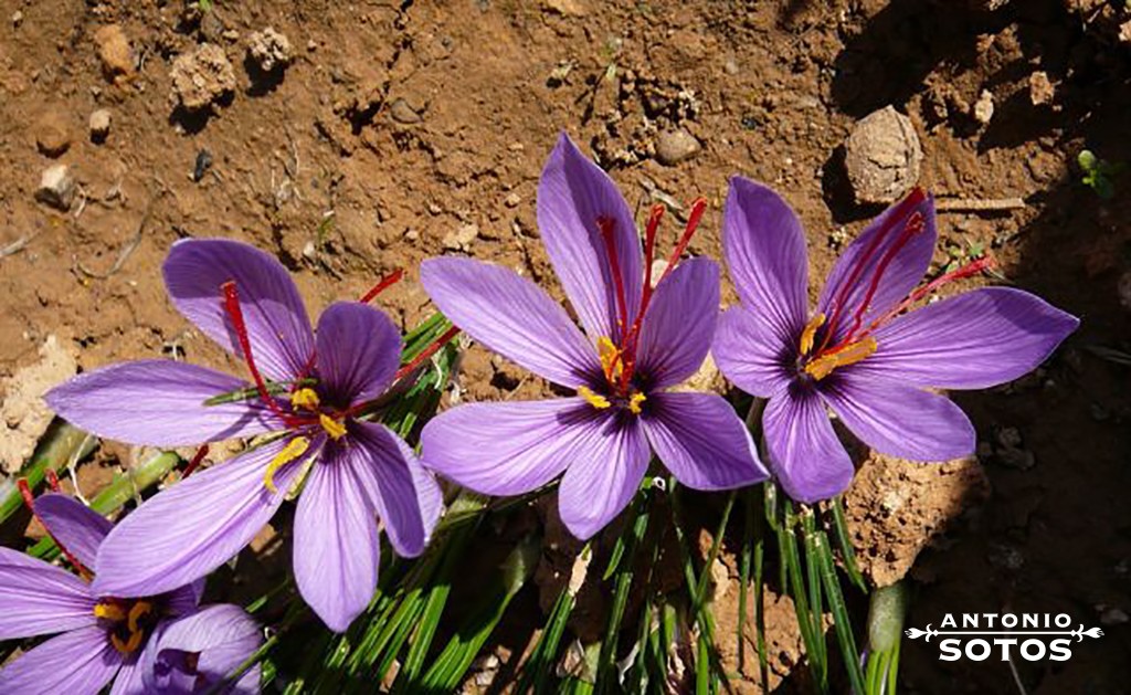 Saffron, the spice against cancer and Alzheimer’s