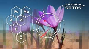 The nutritional value of saffron